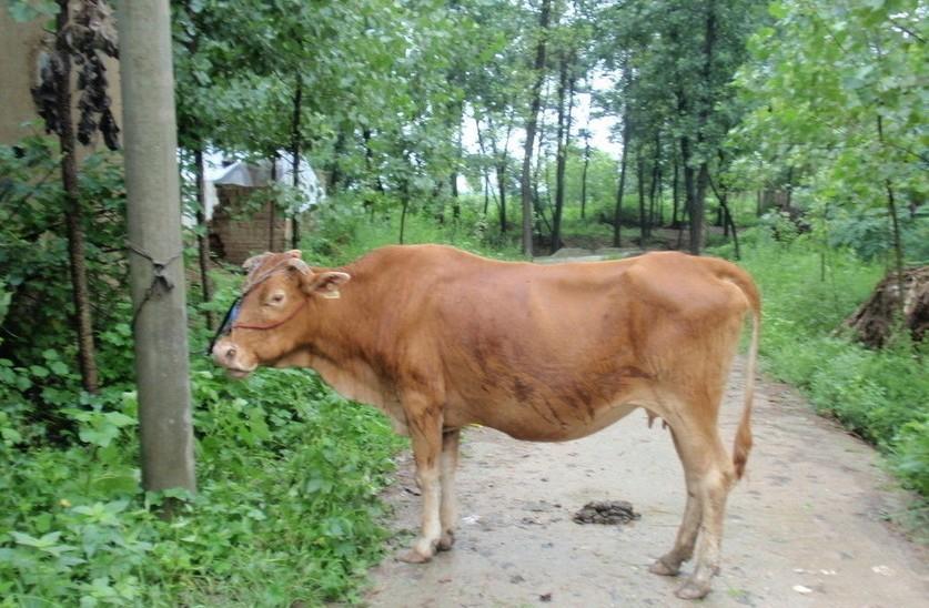 黑龙江最新求一个套医保卡的黄牛是真的吗方法分析(最方便真实的黑龙江求一个套医保卡的黄牛是真的吗还是假的方法)