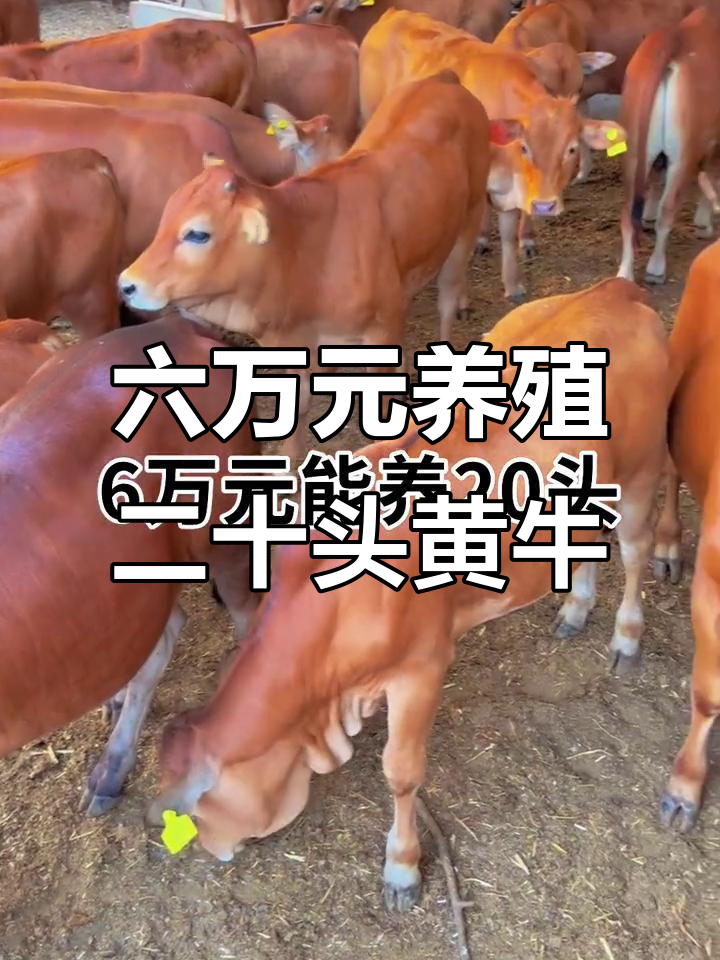 黑龙江最新线上套医保的黄牛是真的吗方法分析(最方便真实的黑龙江线上套医保的黄牛是真的吗能报销吗方法)